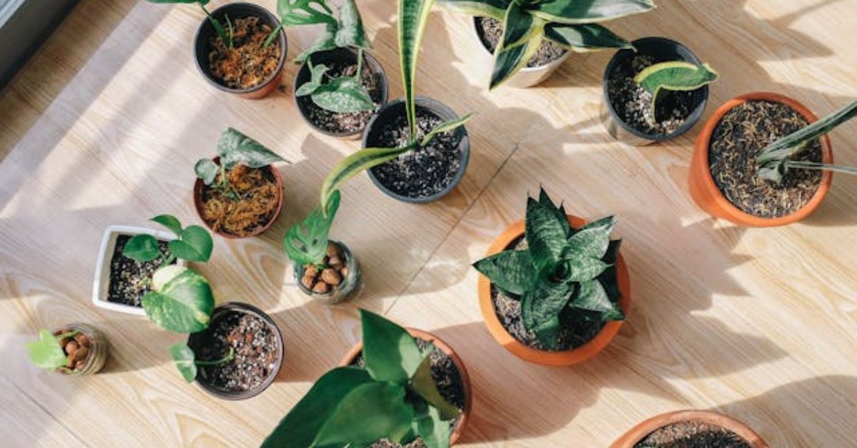 Best live plants for funeral