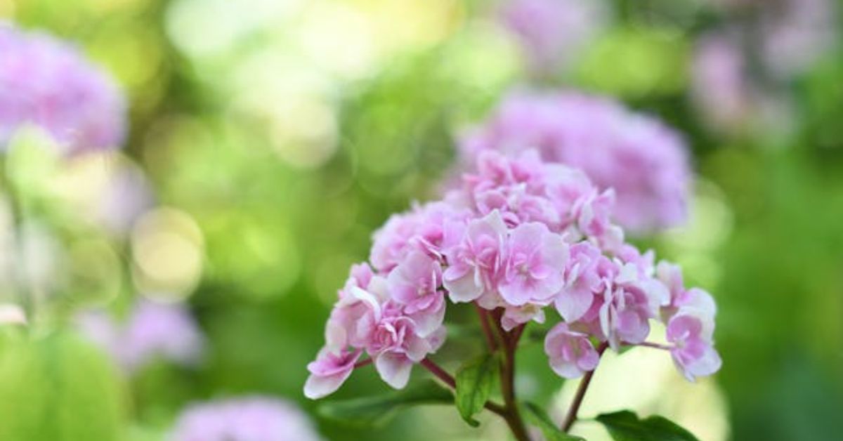 Live plants for funeral