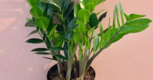 Zamioculcas zamiifolia